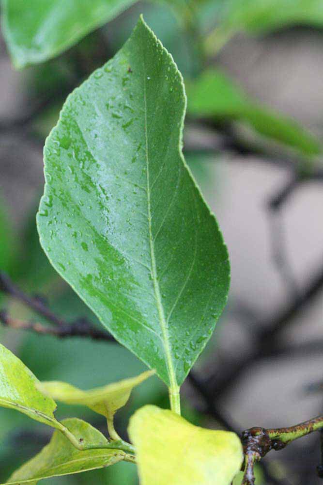              Unifoliolate leaf (Limoneira 8-A, Winter Haven, FL)       